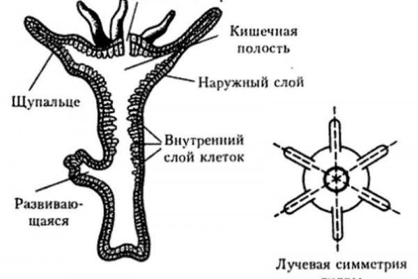 Магазин kraken даркнет